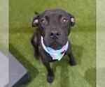 Small #1 American Staffordshire Terrier Mix