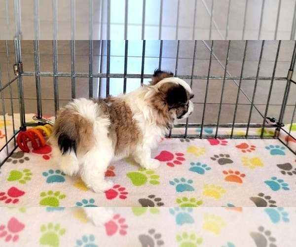 Medium Photo #9 Papitese Puppy For Sale in ORO VALLEY, AZ, USA