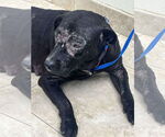 Small #3 Labrador Retriever Mix
