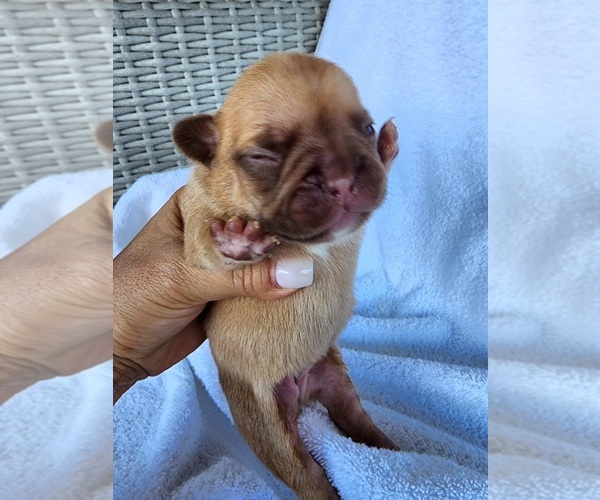 Medium Photo #3 French Bulldog Puppy For Sale in LAS VEGAS, NV, USA