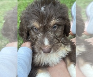 Medium Aussiedoodle-Bernedoodle Mix