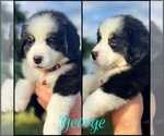 Puppy George Jones Great Bernese