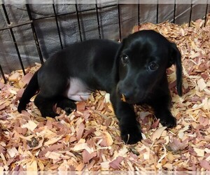 Dachshund Puppy for sale in ELLIJAY, GA, USA