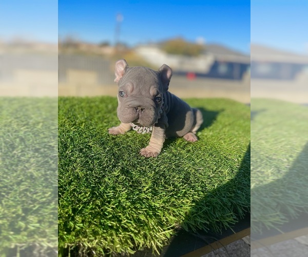 Medium Photo #6 French Bulldog Puppy For Sale in SANTA MONICA, CA, USA