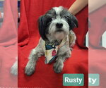 Small #1 Shih Tzu Mix