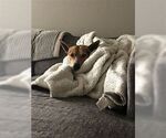 Small #3 German Shepherd Dog Mix