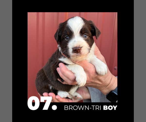 Medium Photo #7 Miniature Australian Shepherd Puppy For Sale in HOLDINGFORD, MN, USA