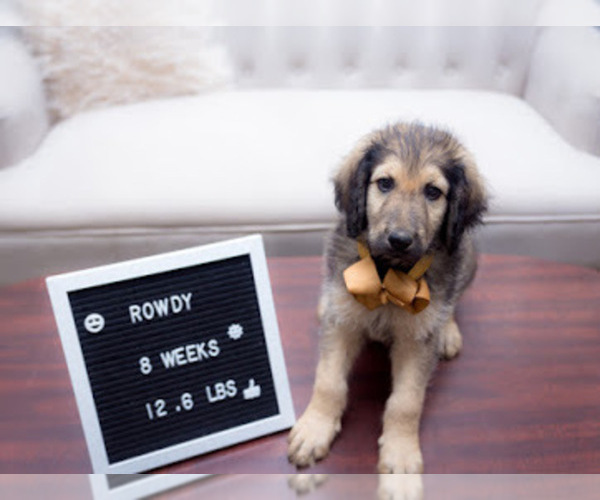 Medium Photo #6 Pyredoodle Puppy For Sale in NIXA, MO, USA