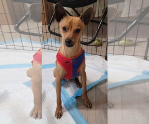 Chihuahua-Unknown Mix Dogs for adoption in Visalia, CA, USA