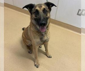 German Shepherd Dog-Unknown Mix Dogs for adoption in Placerville, CA, USA