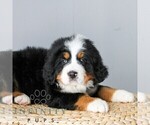 Small #3 Bernese Mountain Dog