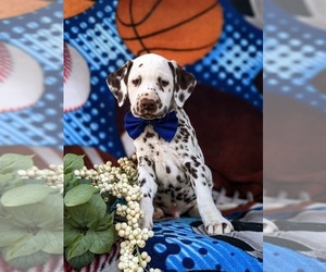 Dalmatian Puppy for sale in QUARRYVILLE, PA, USA