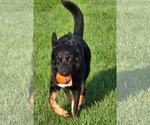 Small #10 German Shepherd Dog