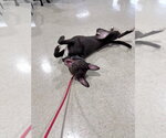 Small #1 American Staffordshire Terrier Mix