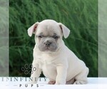 Small #3 French Bulldog