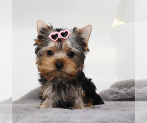 Yorkshire Terrier Puppy for sale in LOS ANGELES, CA, USA