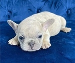 Small Photo #24 French Bulldog Puppy For Sale in NEW YORK, NY, USA
