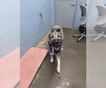 Small #2 Mutt