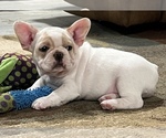 Small Photo #7 French Bulldog Puppy For Sale in BOLIVAR, MO, USA