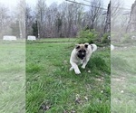 Small Photo #9 Akita Puppy For Sale in NASHVILLE, IN, USA