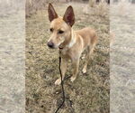 Small #11 German Shepherd Dog Mix