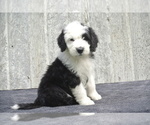 Small Photo #2 Sheepadoodle Puppy For Sale in FREDERICKSBG, OH, USA