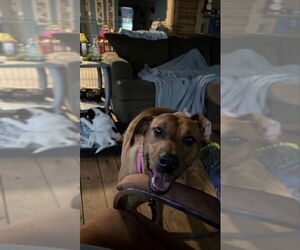 Penny - Female Labrador Retriever-Rhodesian Ridgeback Mix Dog for Adoption - Photo #2