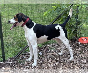Mutt Dogs for adoption in Rustburg, VA, USA