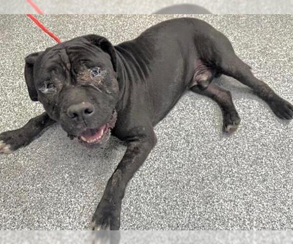 Medium Photo #1 Mastiff Puppy For Sale in Houston, TX, USA