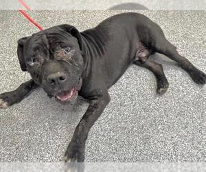 Mastiff Dogs for adoption in Houston, TX, USA