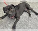 Small Mastiff