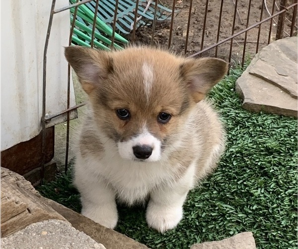 Medium Photo #17 Pembroke Welsh Corgi Puppy For Sale in BURLESON, TX, USA