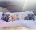 Small Photo #4 Goldendoodle-Siberian Husky Mix Puppy For Sale in DOUGLASVILLE, GA, USA