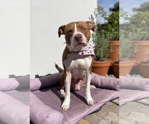 American Pit Bull Terrier-Unknown Mix Dogs for adoption in Davis, CA, USA