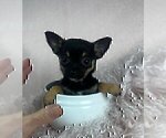 Small #10 Chihuahua