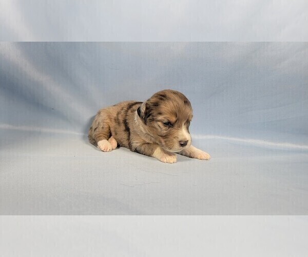 Medium Photo #4 Bernedoodle (Miniature) Puppy For Sale in BLACK FOREST, CO, USA