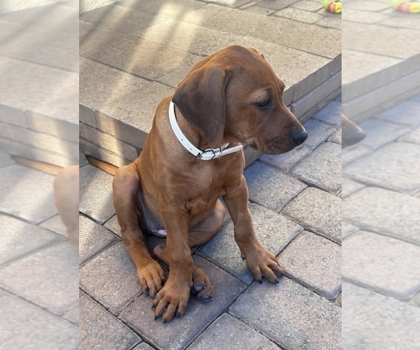 Medium Photo #9 Rhodesian Ridgeback Puppy For Sale in SURPRISE, AZ, USA