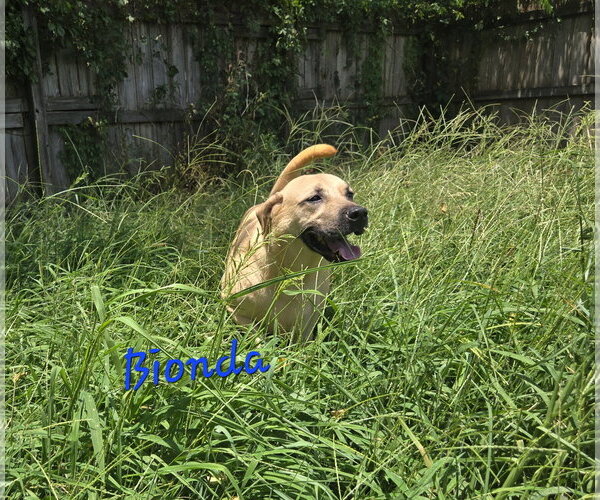 Medium Photo #1 Black Mouth Cur-Unknown Mix Puppy For Sale in Jackson, MS, USA