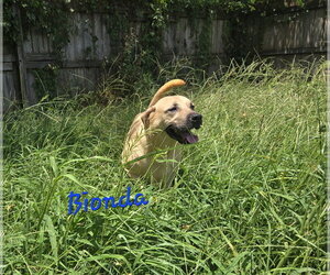 Black Mouth Cur-Unknown Mix Dogs for adoption in Jackson, MS, USA