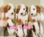 Puppy Puppy 4 Labradoodle-Poodle (Standard) Mix