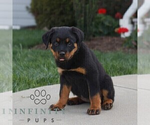 Rottweiler Puppy for sale in CHRISTIANA, PA, USA