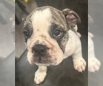 Puppy Little Lollie English Bulldog
