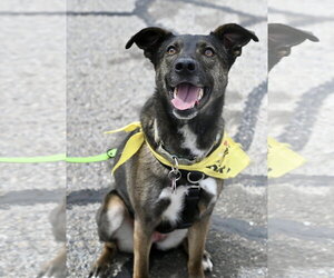 Mutt Dogs for adoption in Wakefield, RI, USA