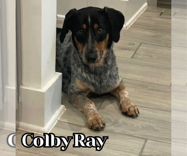 Medium Photo #6 Dachshund-Unknown Mix Puppy For Sale in San Antonio, TX, USA