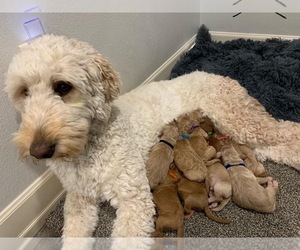 Goldendoodle Puppy for sale in HARRISBURG, SD, USA