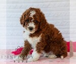 Small #5 Goldendoodle (Miniature)