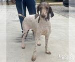 Small Poodle (Standard) Mix