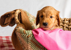 Small Photo #2 Golden Retriever Puppy For Sale in EX SPGS, MO, USA