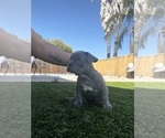 Puppy Ace French Bulldog