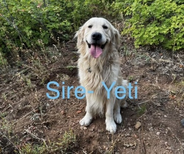 Medium Photo #1 Golden Retriever Puppy For Sale in MURRAY, UT, USA